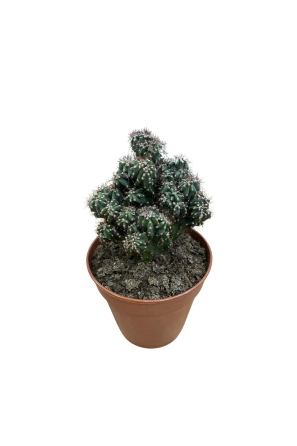 Cereus Peruvianus Montrose Kaktüs ürün görseli