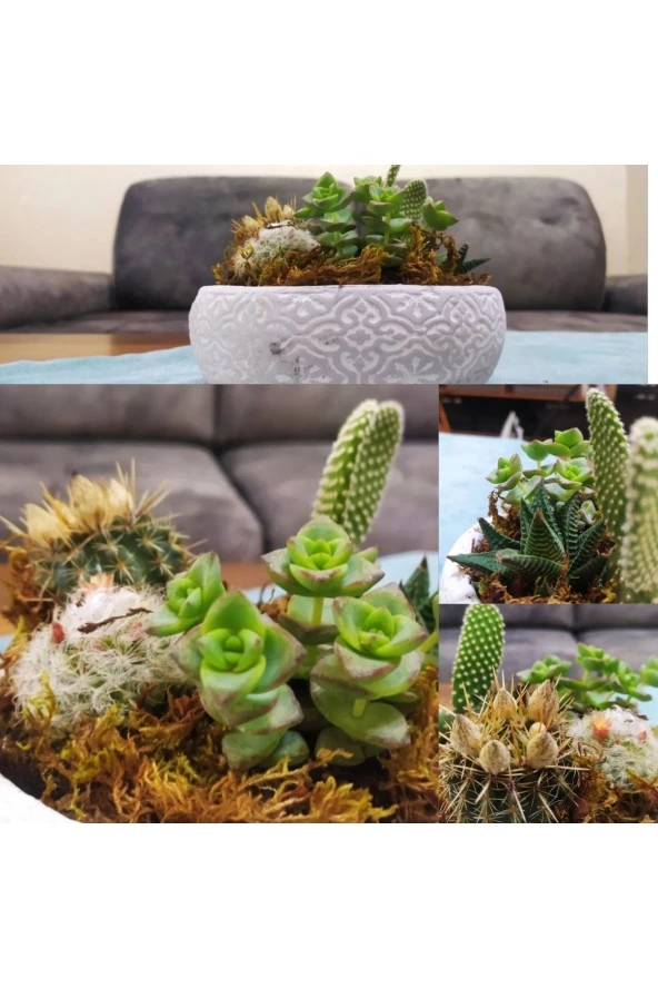 Dekoratif Taş Saksıda Sukulent Kaktüs Aranjmanı ürün görseli