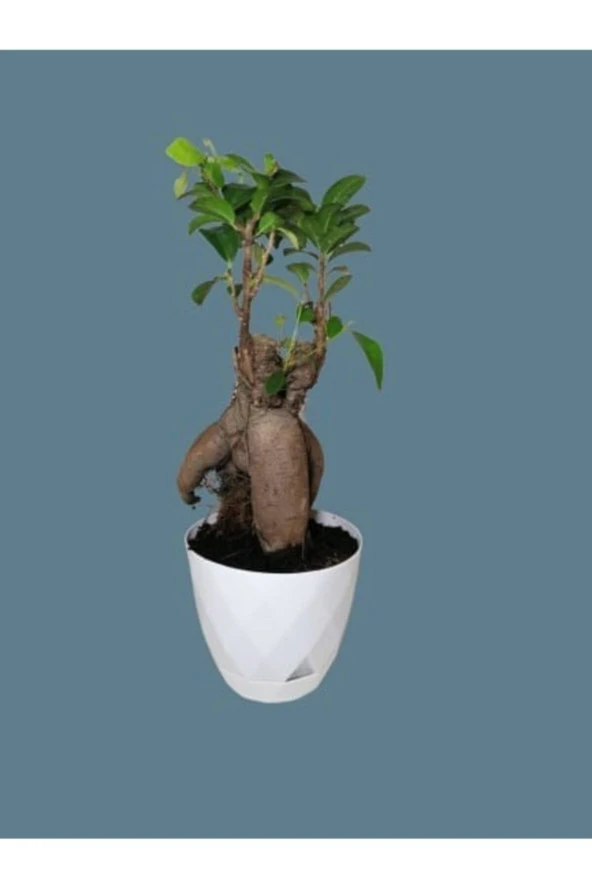 Ficus Ginseng Bonsai Dekoratif Beyaz Saksılı