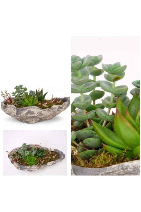 Dekoratif Taş Kayık Saksıda Karışık Sukulent ürün görseli