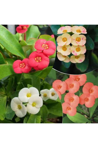 4 Adet Dikenler Tacı Sarı-kırmızı-pembe-beyaz Doğa Flora ürün görseli