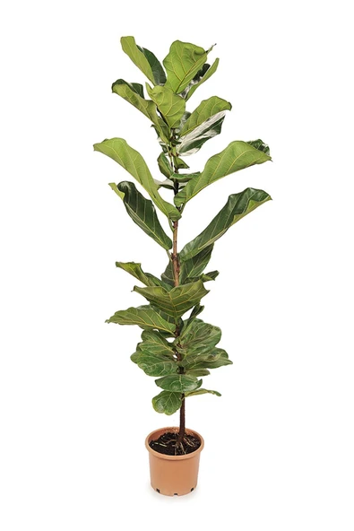 Ficus Lyrata- Keman Yapraklı Kauçuk Tekli 170-180 Cm ürün görseli