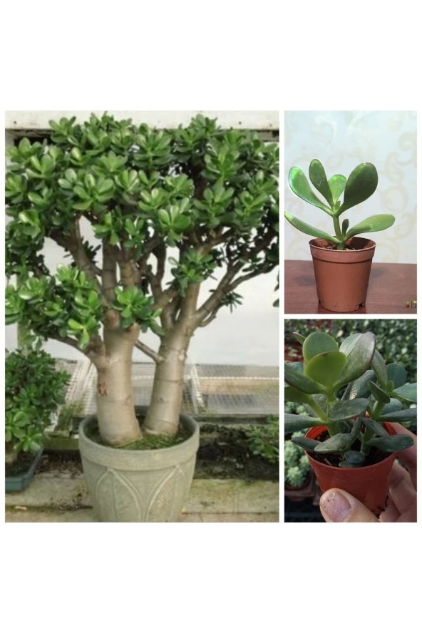 Crassula Ovata Şans Para Ağacı