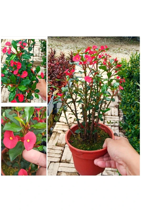 Dikensiz Milli Dikenler Tacı Özel Tür Büyük Boy ürün görseli