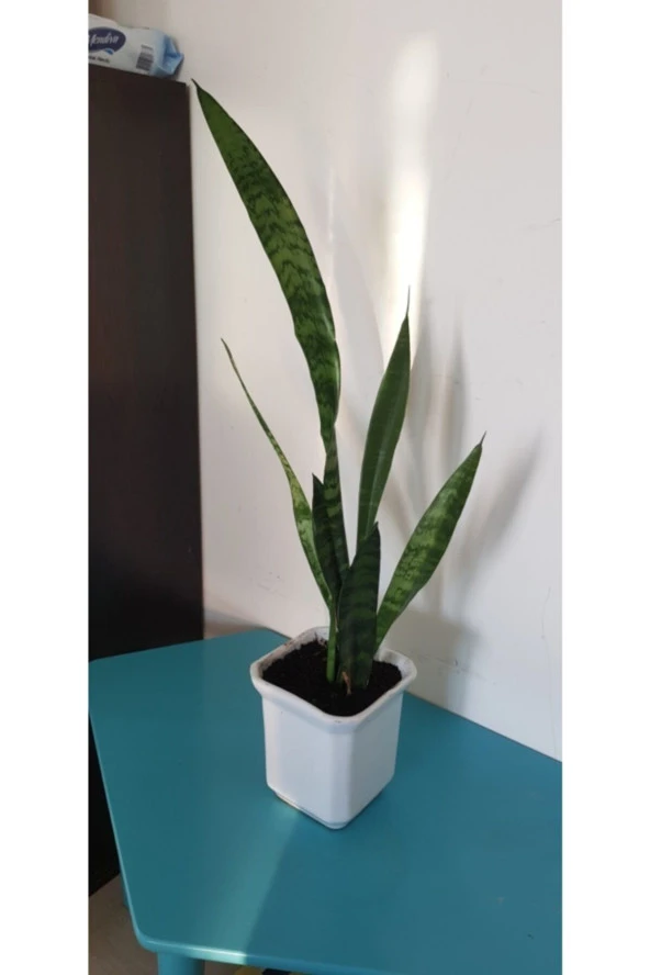 Kılıç Çiçeği ürün görseli