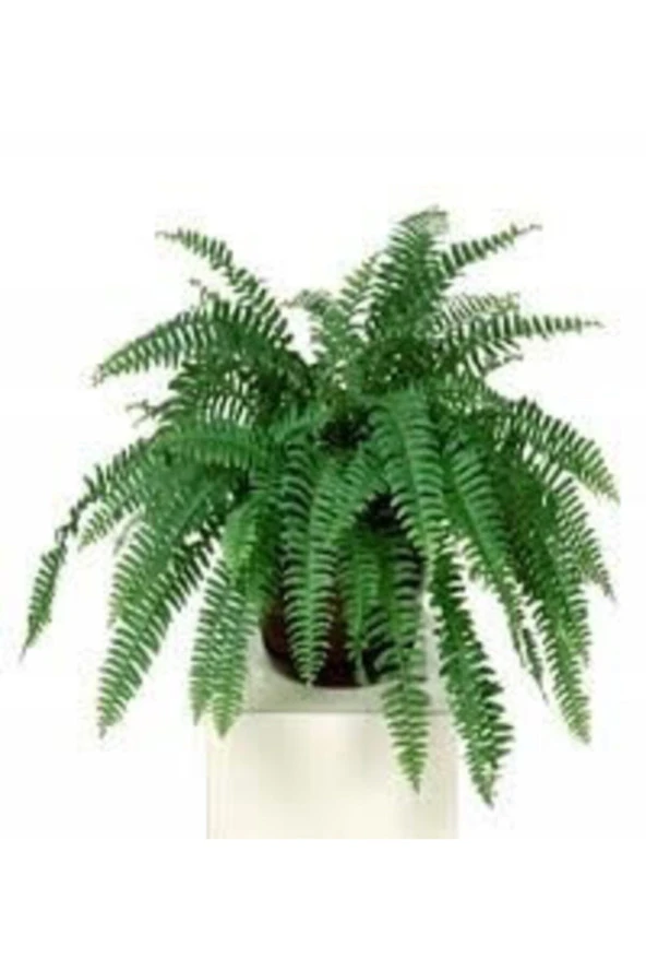 Nephrolepis Exaltata Aşk Merdiveni Çiçeği Saksılı ürün görseli