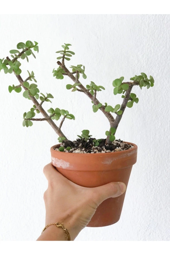 Portulacaria Afra Para Bitkisi ürün görseli