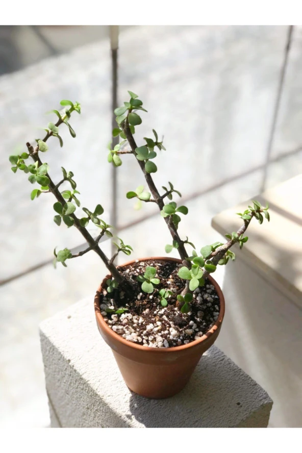 Portulacaria Afra Para Bitkisi - Resim 2