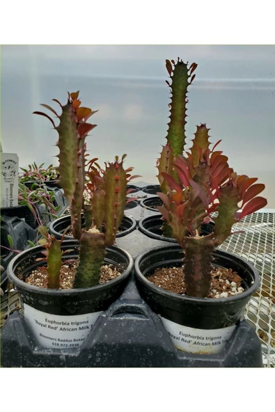 Süt Ağacı 8.5 Saksılı ürün görseli