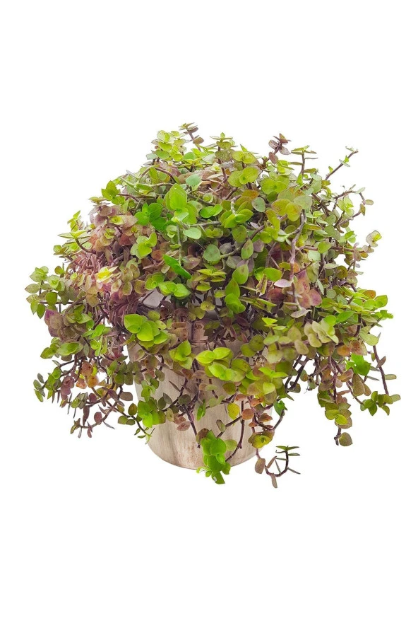 Antik Seramik Saksıda Callisia Repens - 1