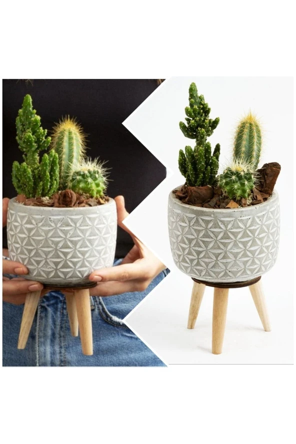 Ayaklı Şık Beton Saksıda Kaktüs Aranjmanı ürün görseli