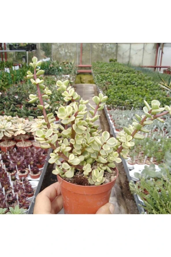 Portulacaria Afra Variegata Para Ağacı Renkli