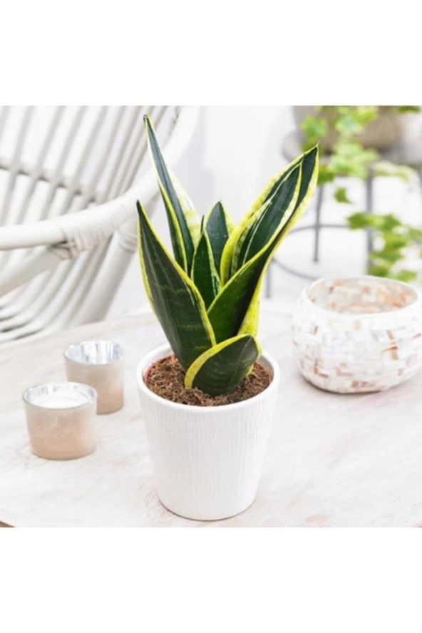 Seramik Saksılı Paşa Kılıcı Sansevieria ürün görseli