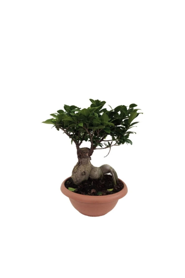 Ficus Bonsai - 29 cm Saksıda ürün görseli