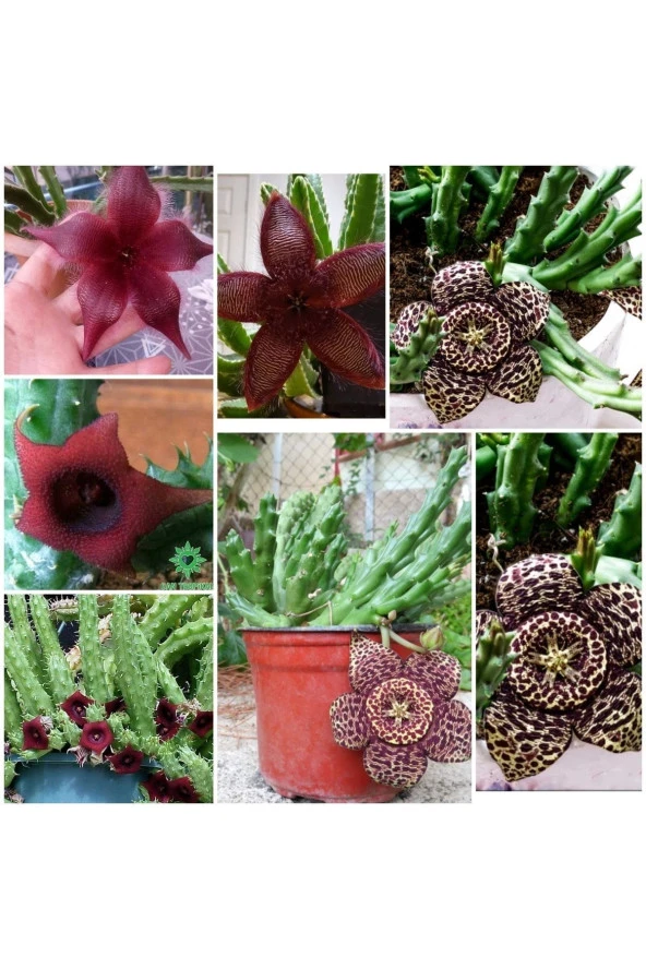 3 Çeşit Leş Kaktüsü 5.5 Saksıda ürün görseli