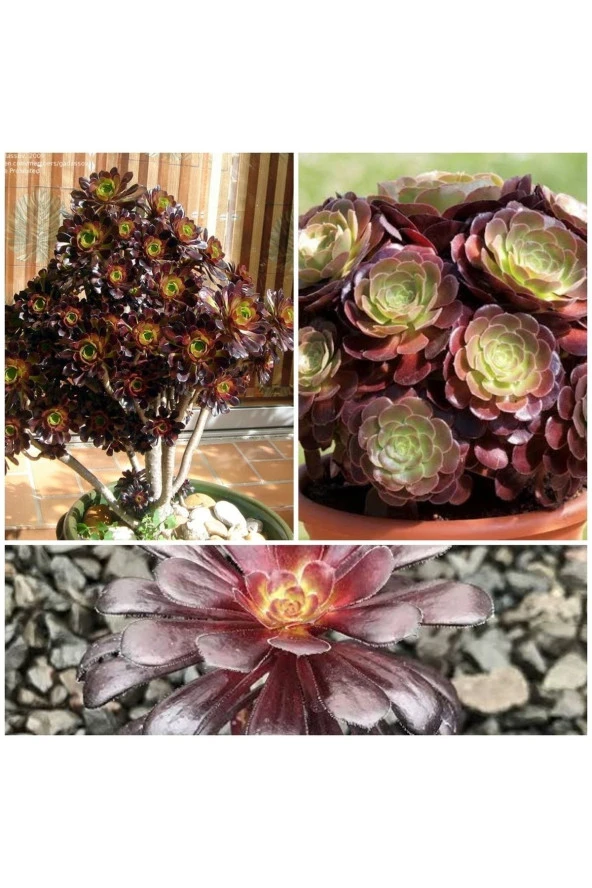 Geceleri De Oksijen Veren Black Rose Bonsai Fidesi - 1