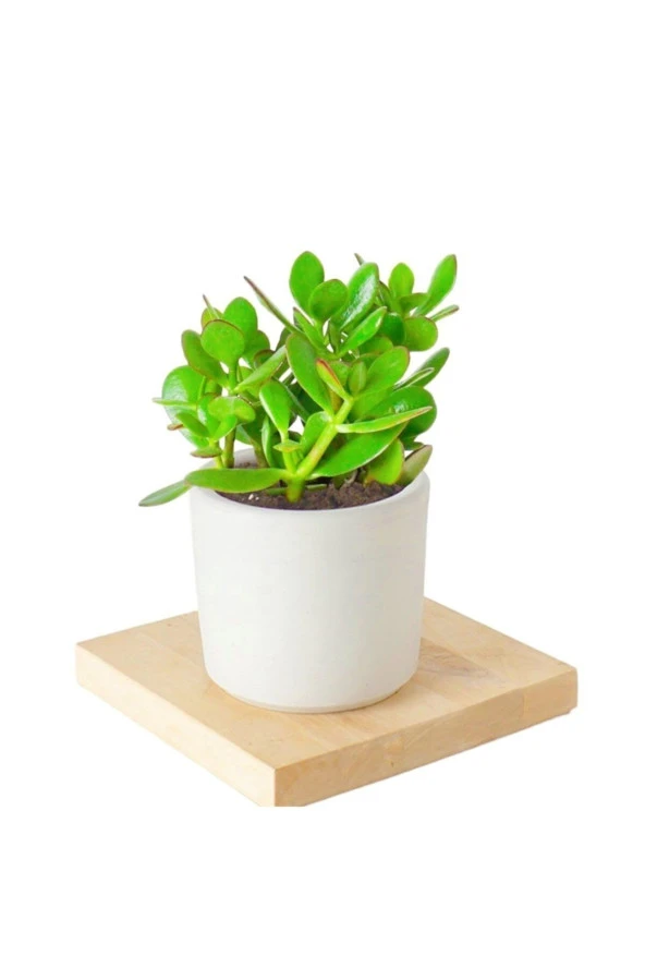 Seramik Saksıda Crassula Ovata Para Çiçeği 5 Alman Zambağı Soğanı ürün görseli