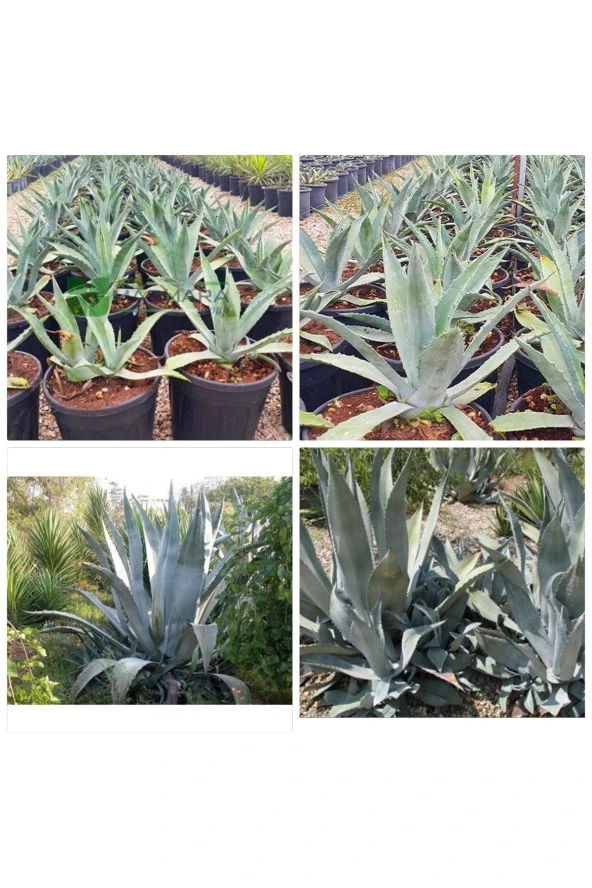 Agave Salmiana Saksılı Doğa Flora ürün görseli