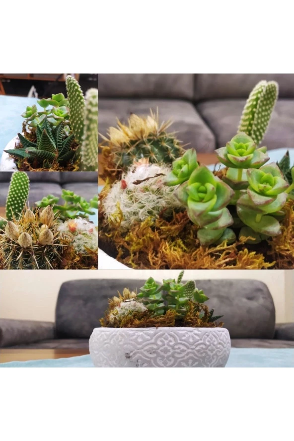 Dekoratif Taş Saksıda Sukulent Kaktüs Aranjmanı ürün görseli