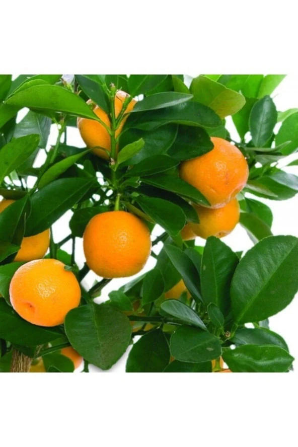 Yafa Portakal Fidanı Tüplü Aşılı ürün görseli