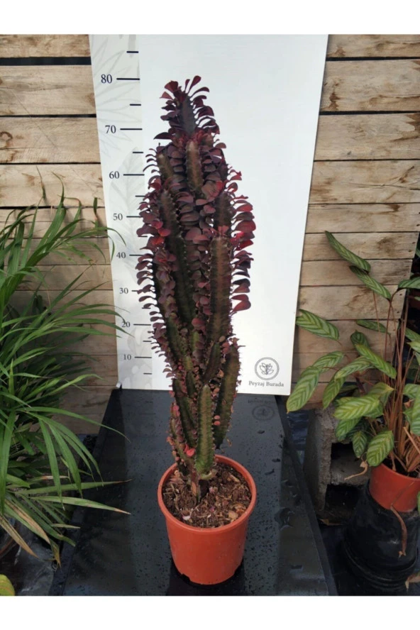 Euphorbia Trigona "rubra" Xl ürün görseli