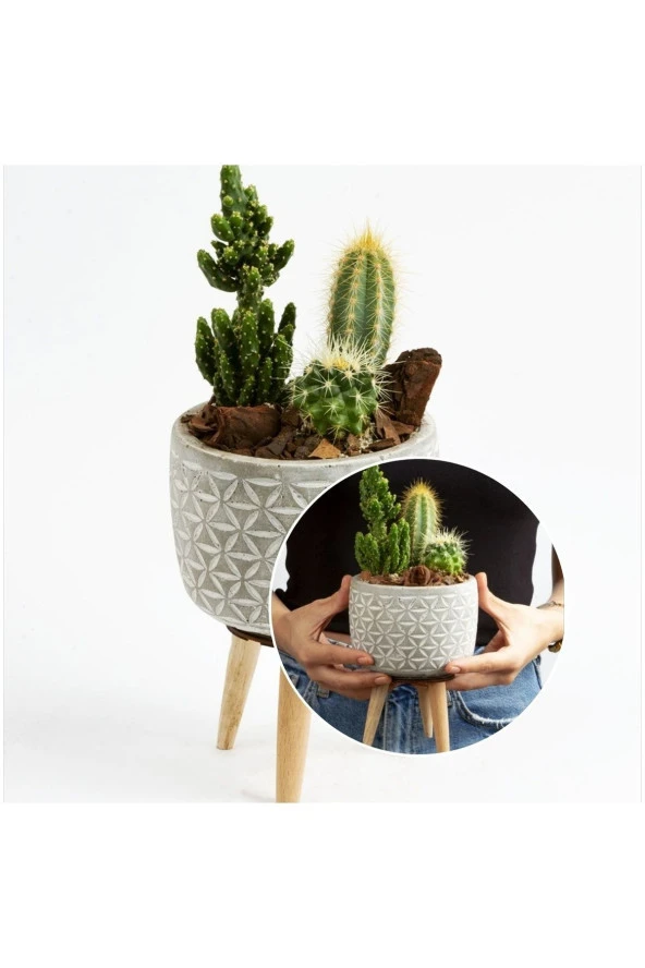 Ayaklı Şık Beton Saksıda Kaktüs Aranjmanı ürün görseli