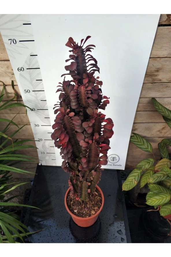 Euphorbia Trigona "rubra" Xl - Resim 2