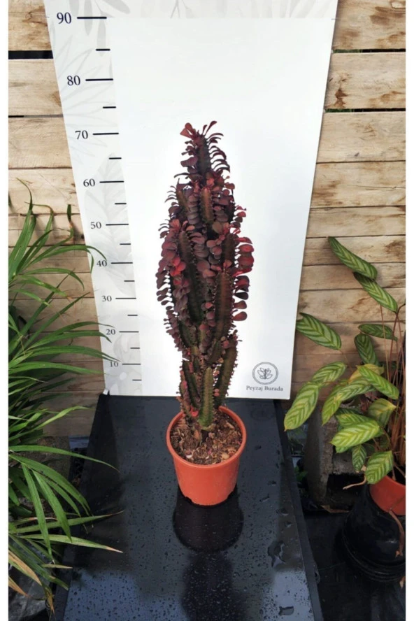 Euphorbia Trigona "rubra" Xl - Resim 3