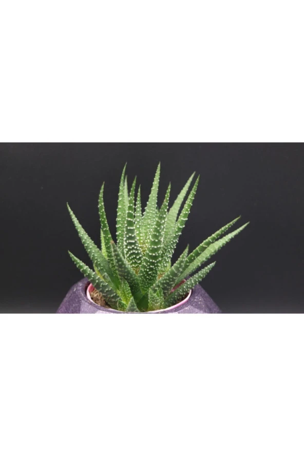 Fp3 Teramo Dekoratif Beton Saksı Ve Haworthia - Resim 3