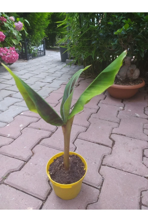 Muz Ağacı