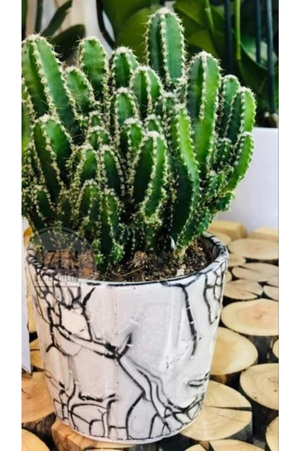 Büyük Porselen Saksıda Özel Tür ürün görseli