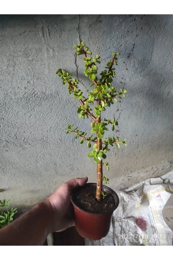 Bonsai Minik Ağaç Bonzai Gövde Carmona 25 Cm Masa Üstü Bitki Ev Bitkisi Salon