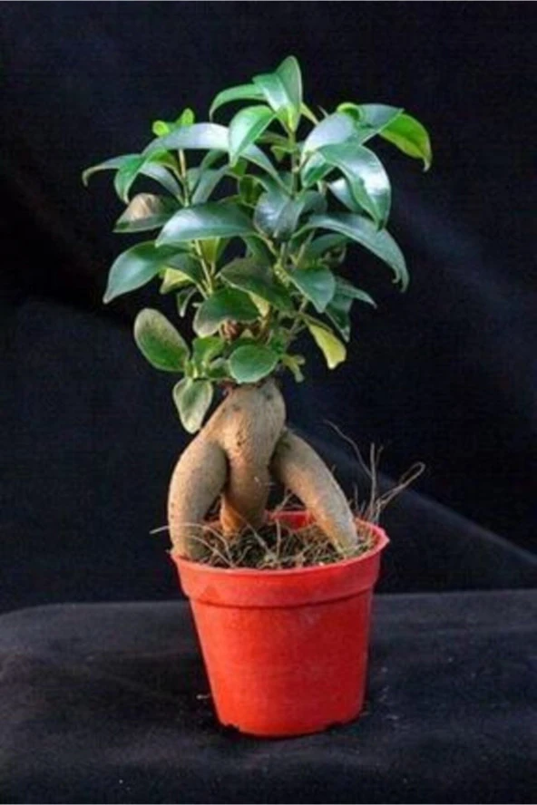 Bonsai Ficus Gignseng 1.kalite - 1