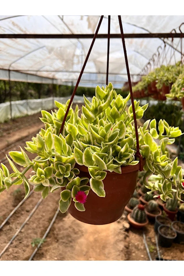 Buz Çiçeği 17cm Askılı Saksıda - Resim 2