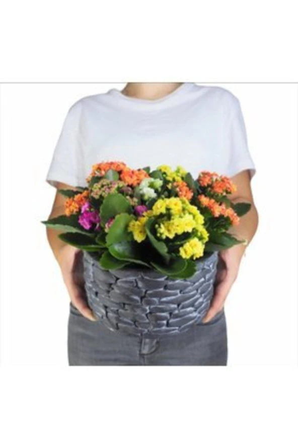 Çeşitli Renkte Kalanşo Kalanchoe & Siyah Honey Beton Saksıda Hediyelik Canlı Çiçek - 1