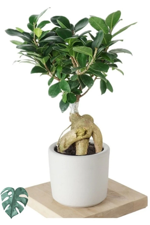 Ficus Ginseng (bonsai Ağacı) ürün görseli