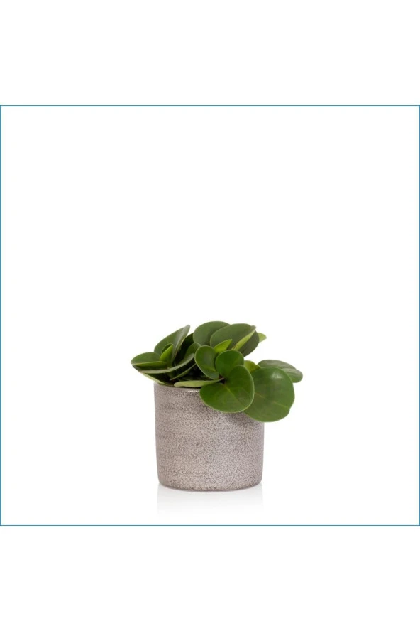 Ofis Hediyesi Peperomia Obtusifolia Seramik Saksılı ürün görseli