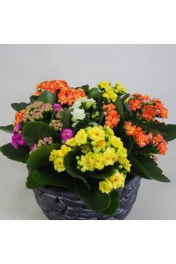 Çeşitli Renkte Kalanşo Kalanchoe & Siyah Honey Beton Saksıda Hediyelik Canlı Çiçek - 4