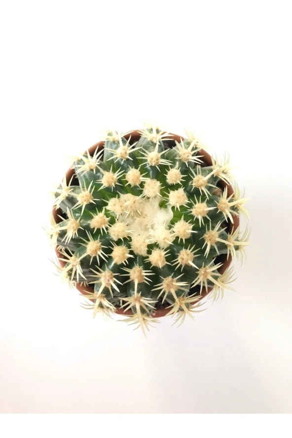 Echinocactus Grusonii Altın Fıçı Kaktüs Terakota Saksı Ile Birlikte 10.5 cm Rf28