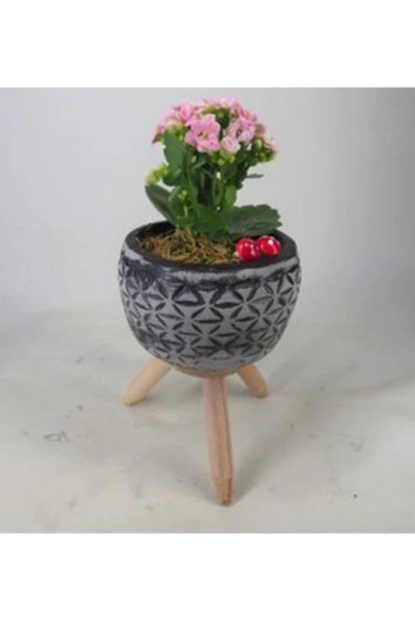 Pembe Kalanşo Kalanchoe & Siyah Bers Ayaklı Beton Saksıda Hediyelik Canlı ürün görseli