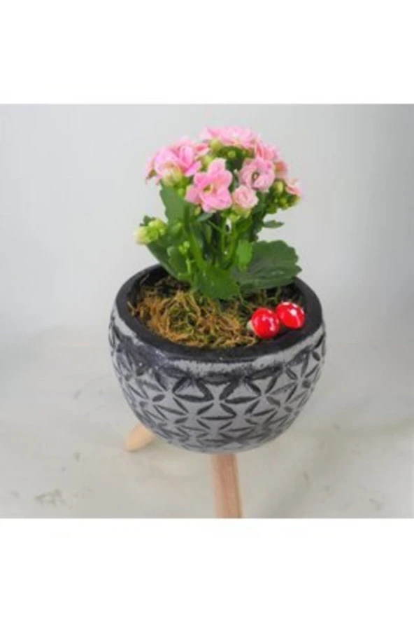 Pembe Kalanşo Kalanchoe & Siyah Bers Ayaklı Beton Saksıda Hediyelik Canlı - Resim 2