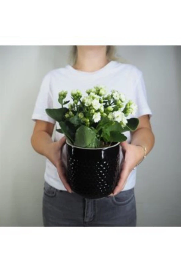 Beyaz Kalanşo Kalanchoe & Siyah Yuts Seramik Saksıda Hediyelik Canlı - Resim 2