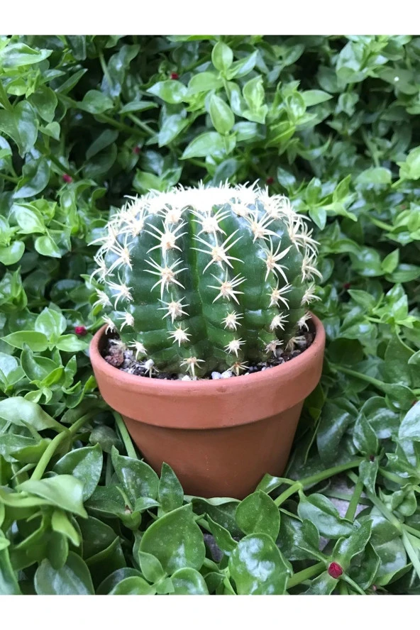 Echinocactus Grusonii Altın Fıçı Kaktüs Terakota Saksı Ile Birlikte 10.5 cm Rf28 - Resim 3