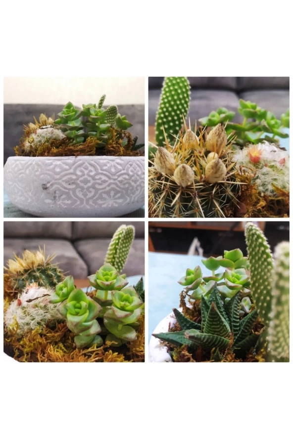 Dekoratif Taş Saksıda Sukulent Kaktüs Aranjmanı ürün görseli
