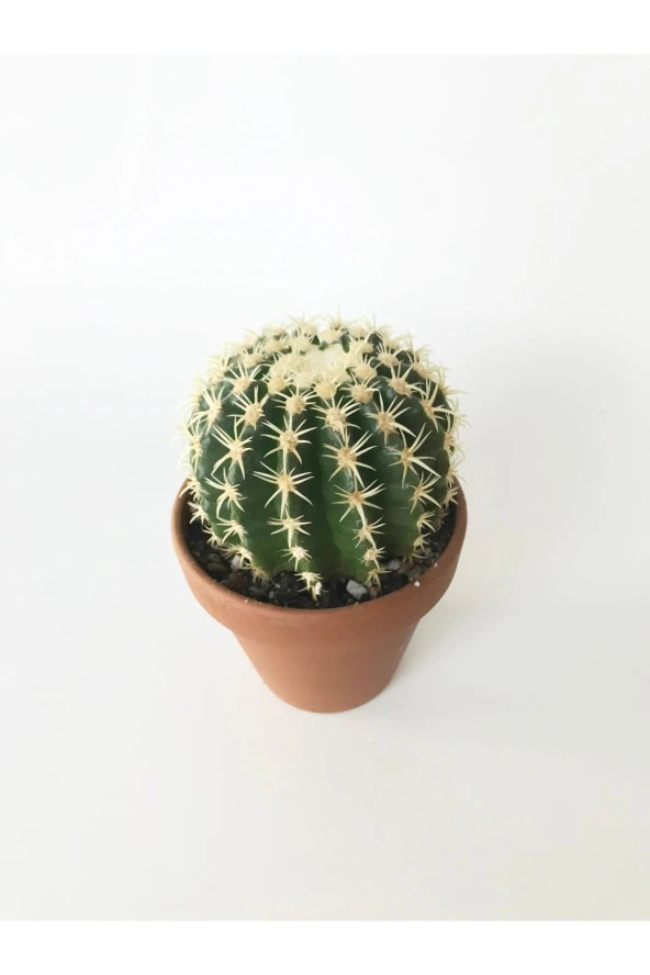 Echinocactus Grusonii Altın Fıçı Kaktüs Terakota Saksı Ile Birlikte 10.5 cm Rf28 - Resim 4