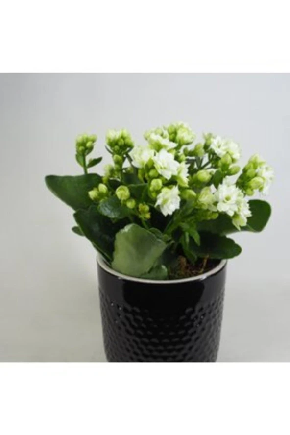 Beyaz Kalanşo Kalanchoe & Siyah Yuts Seramik Saksıda Hediyelik Canlı - Resim 3