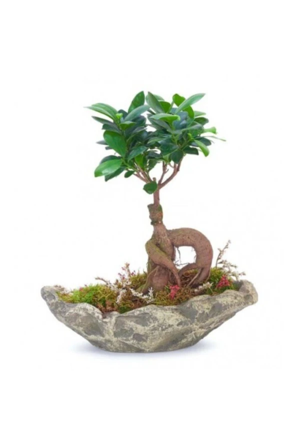 Ağaç Kabuğu Beton Saksıda Bonsai