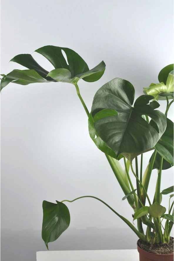 Deve Tabanı Büyük Boy Monstera Deliciosa 2 - Resim 3