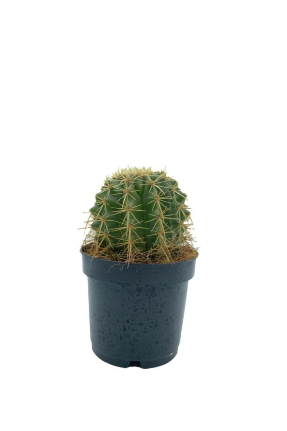 Echinocactus Grusonii Altın Fıçı Kaktüs Çap 12.5
