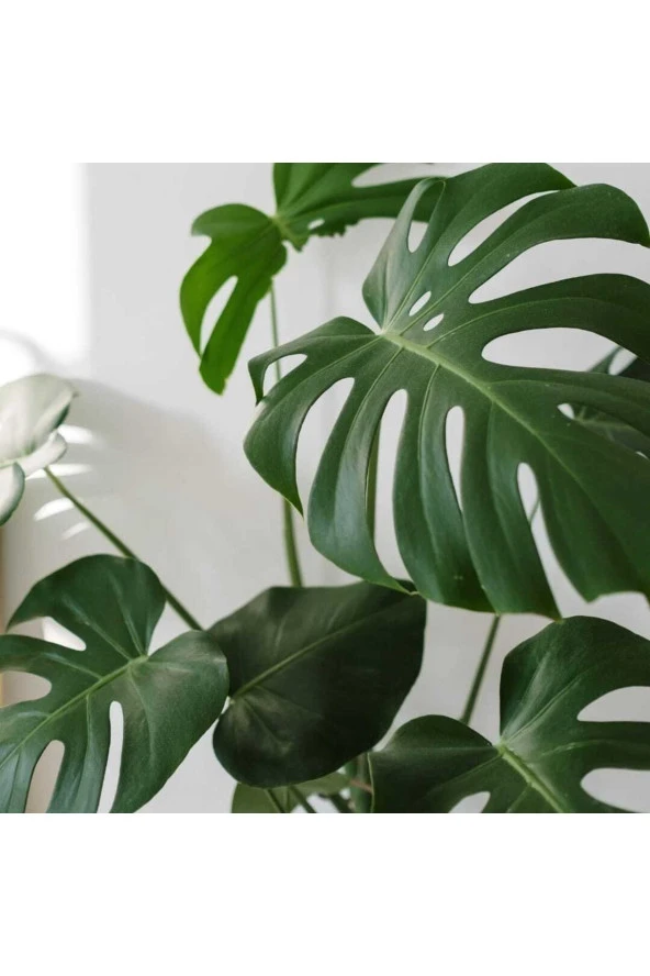 Deve Tabanı Büyük Boy Monstera Deliciosa 2 - Resim 4